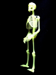 Glow in the dark plastic skeleton